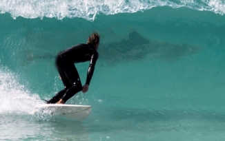 Картинки по запросу "shark attack while surfing"